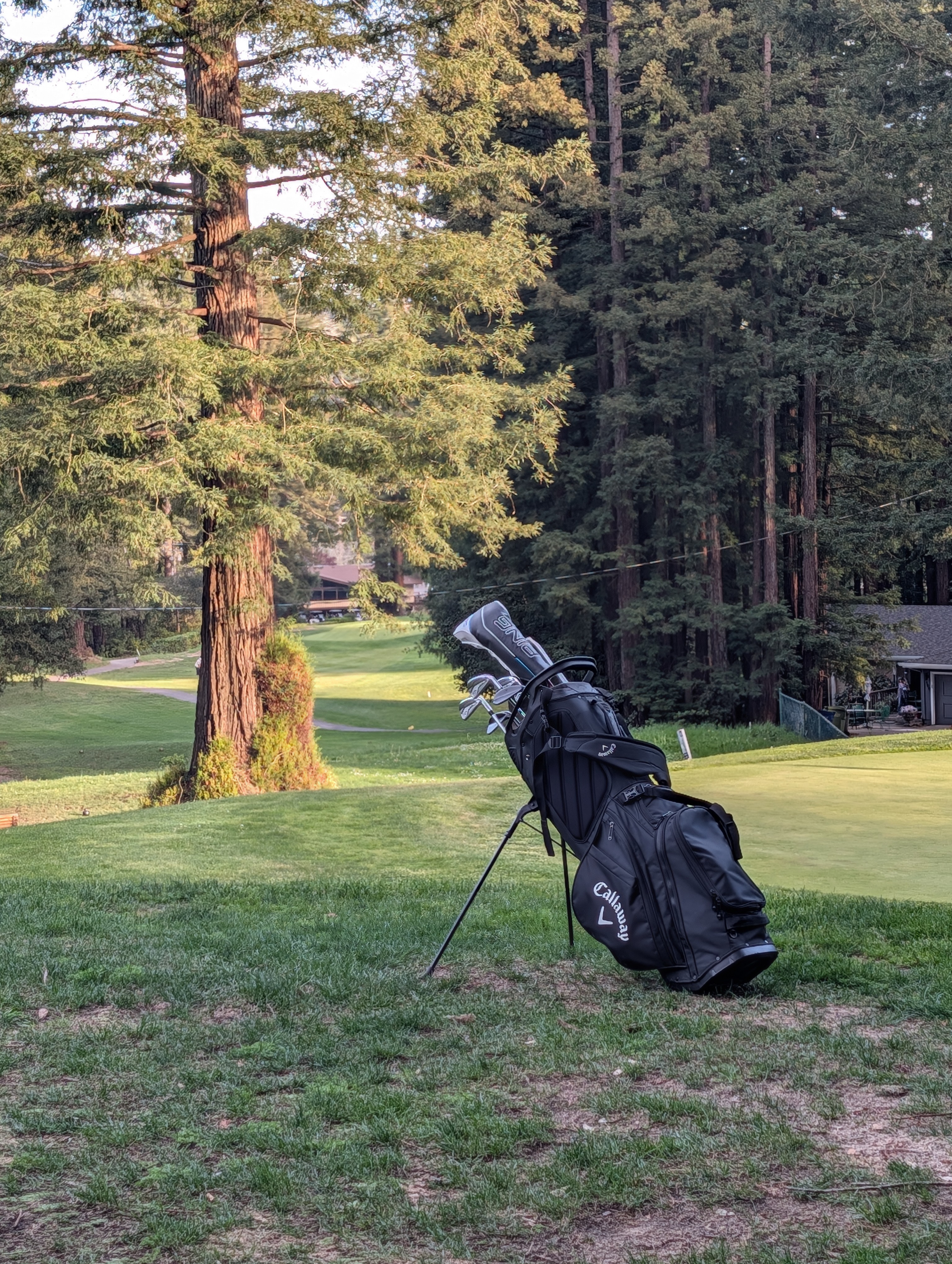 Golf bag beside a redwood on the fourth hole